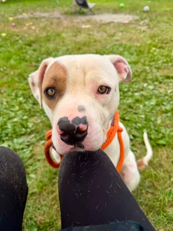 Jagger, a ADOPTABLE Pit Bull Terrier in Chicago, IL image 2/5