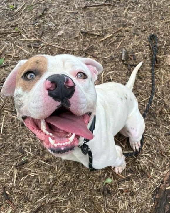 Jagger, ADOPTABLE, Adult Male Pit Bull Terrier.