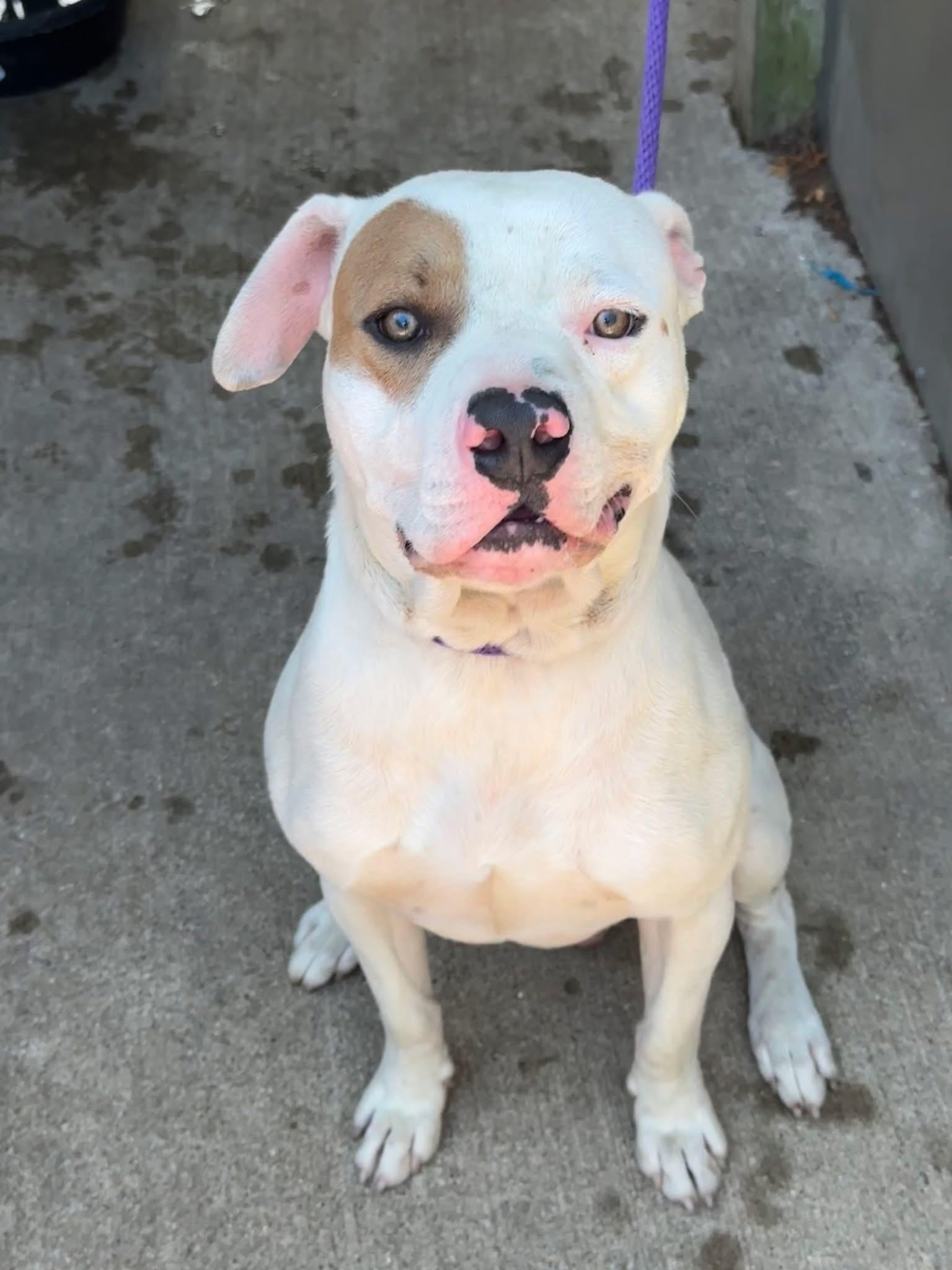 Jagger, a ADOPTABLE Pit Bull Terrier in Chicago, IL image 3/5