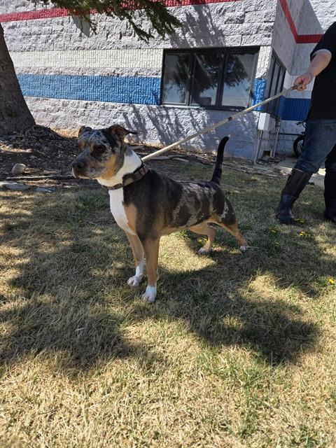 DOTTIE, Adoptable, Adult Female Pit Bull Terrier.