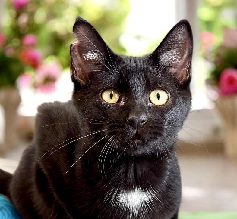 Enlarge Pace - KITTEN, a ADOPTABLE Tuxedo in Perry, IA image 1/3