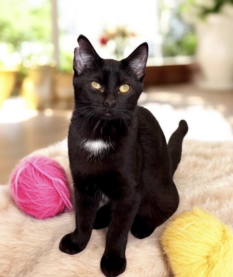 Enlarge Pace - KITTEN, a ADOPTABLE Tuxedo in Perry, IA image 2/3