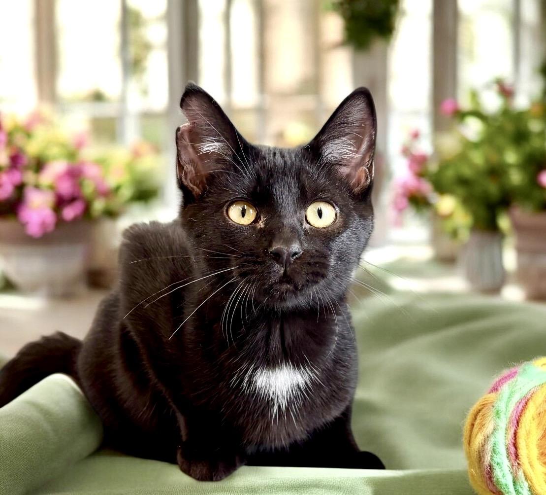 Enlarge Pace - KITTEN, a ADOPTABLE Tuxedo in Perry, IA image 3/3