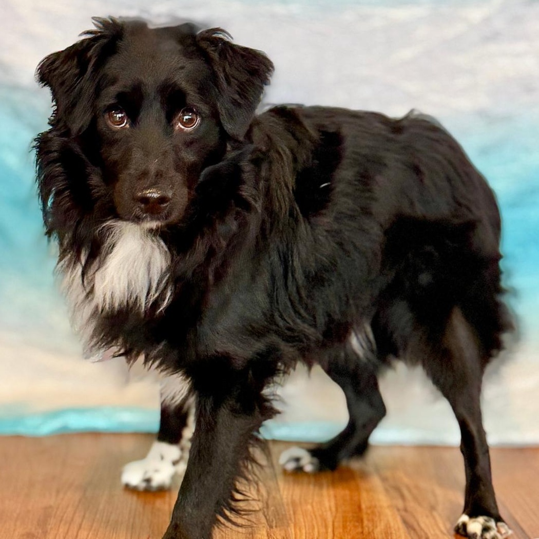 Sam 5758, adopted, Young Male Australian Shepherd.