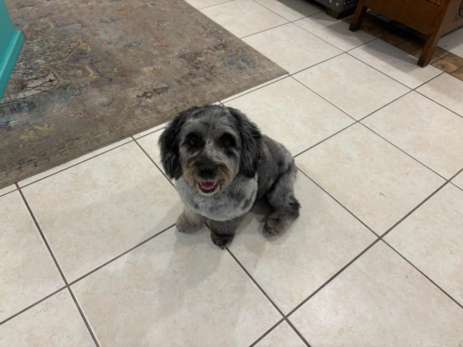 Enlarge Winslow, a ADOPTABLE Aussiedoodle in Colleyville, TX image 5/5