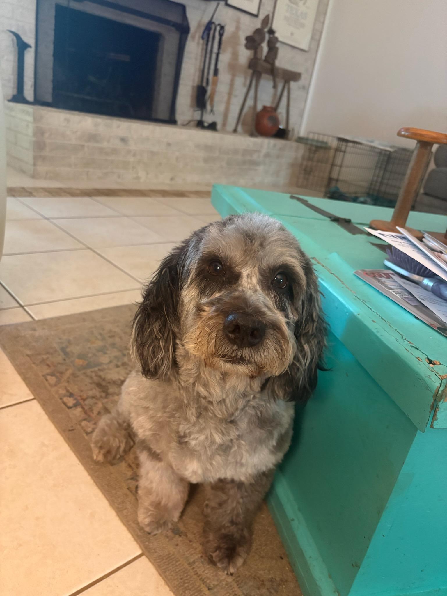 Enlarge Winslow, a ADOPTABLE Aussiedoodle in Colleyville, TX image 3/5