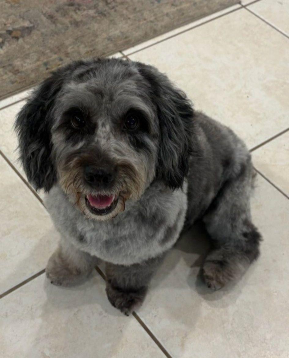 Enlarge Winslow, a ADOPTABLE Aussiedoodle in Colleyville, TX image 1/5