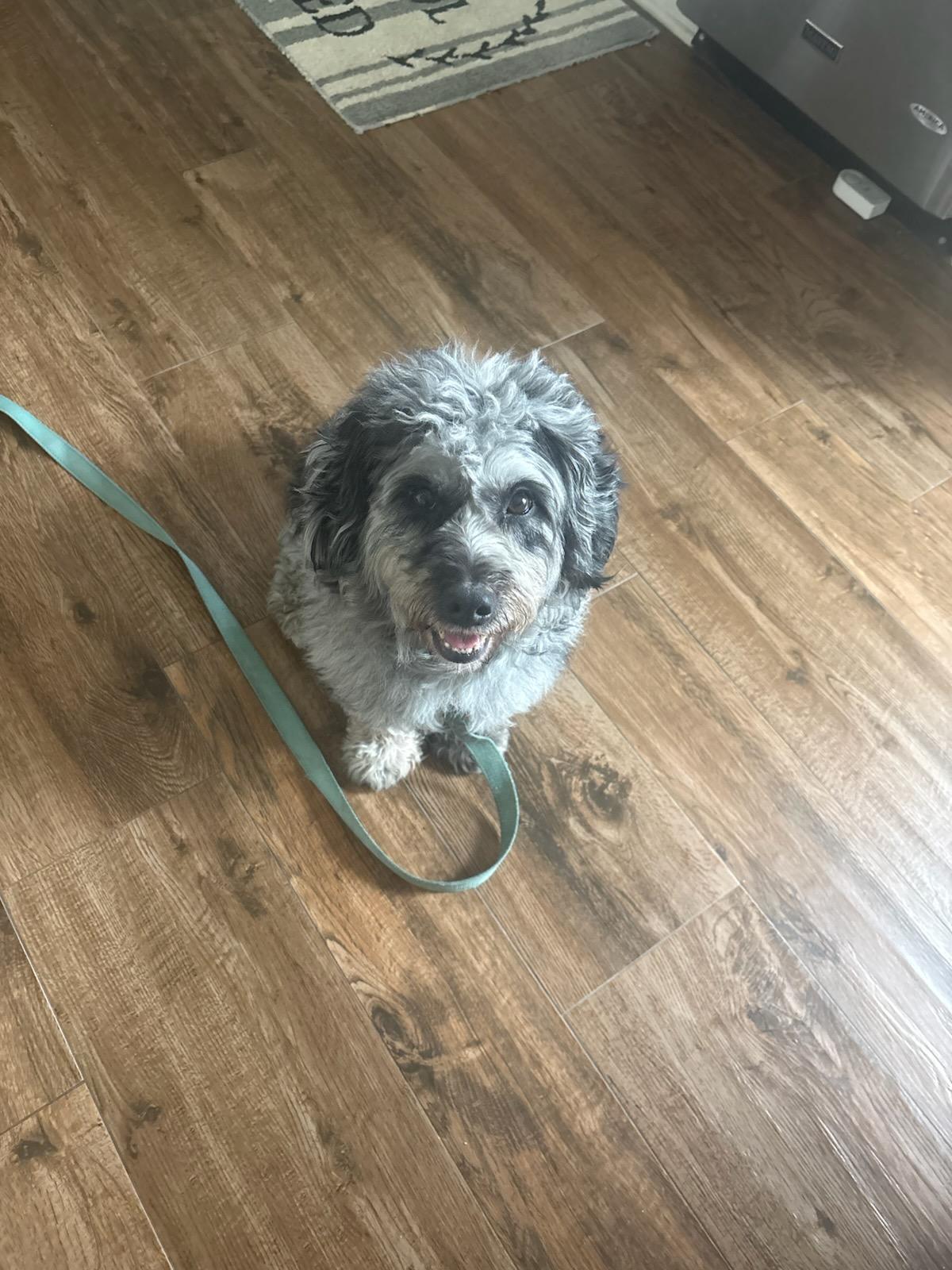 Enlarge Winslow, a ADOPTABLE Aussiedoodle in Colleyville, TX image 4/5