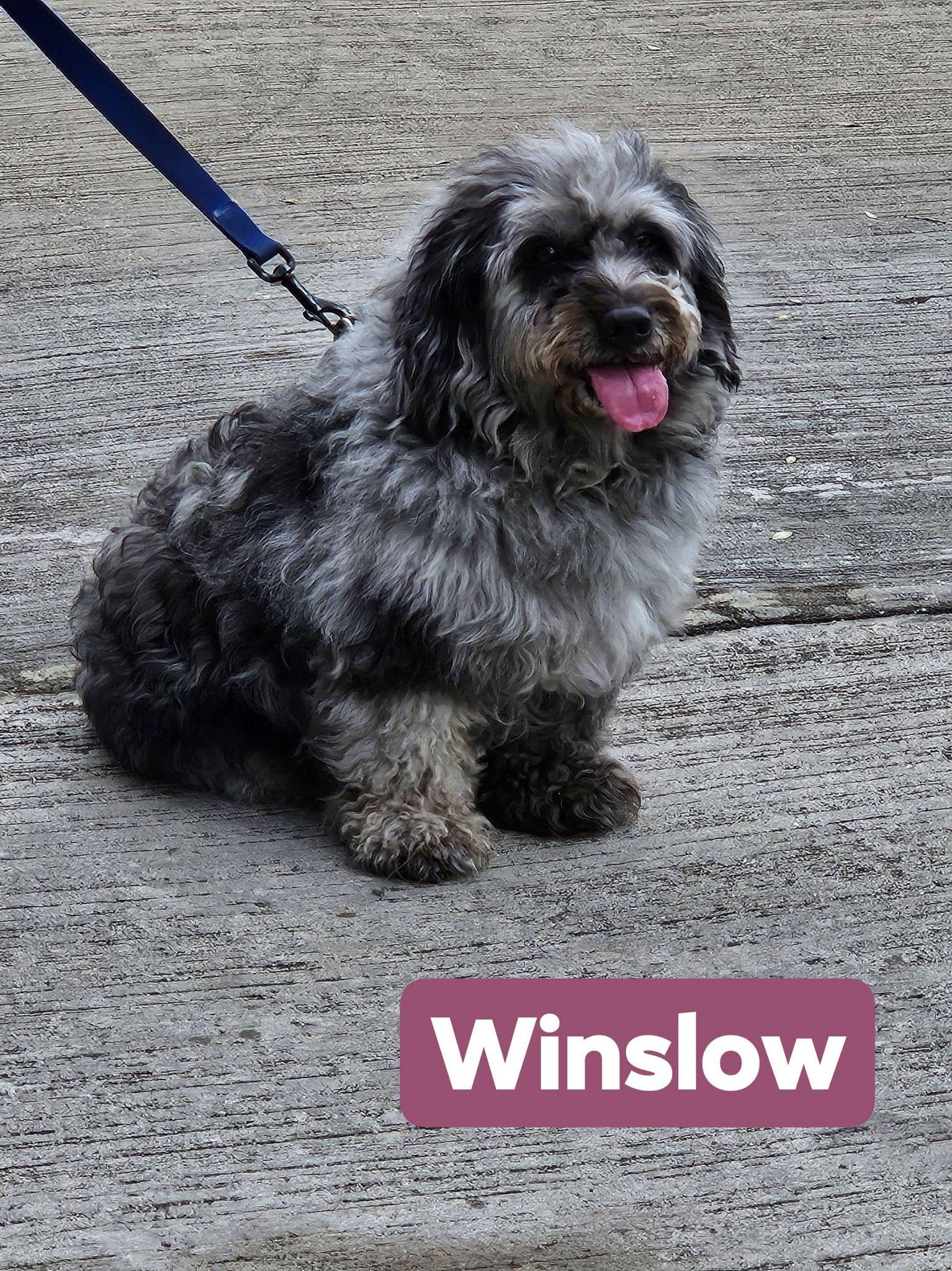 Enlarge Winslow, a ADOPTABLE Aussiedoodle in Colleyville, TX image 2/5