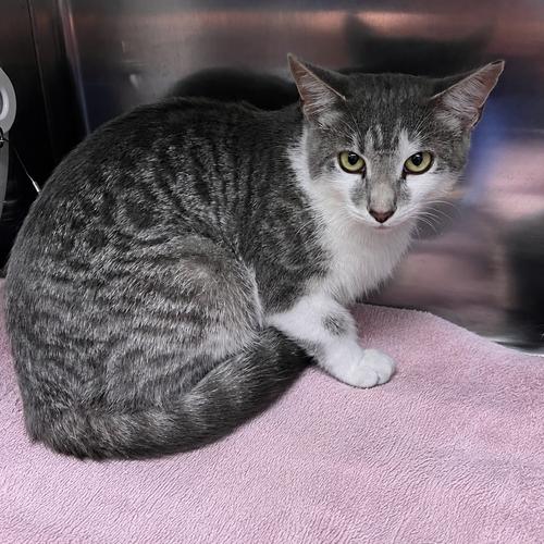 Enlarge Maeve, a Adoptable Domestic Short Hair in Georgetown, KY image 1/1