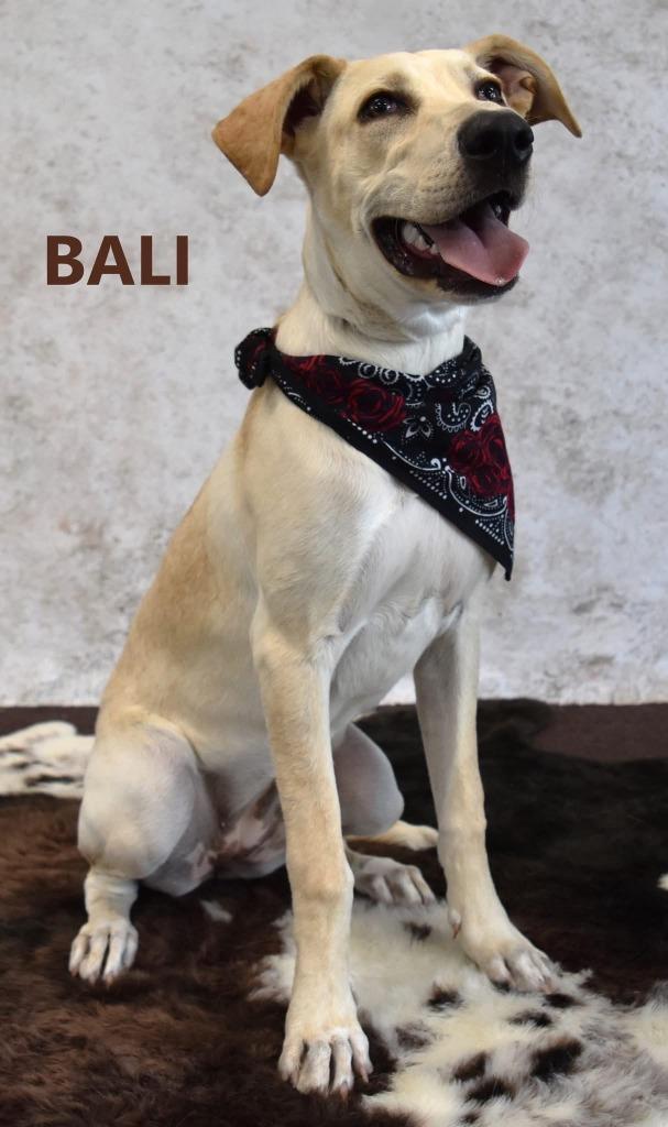 Bali, Adoptable, Young Female Labrador Retriever & Shepherd.