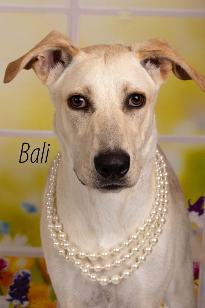 Bali, Adoptable, Young Female Labrador Retriever & Shepherd.