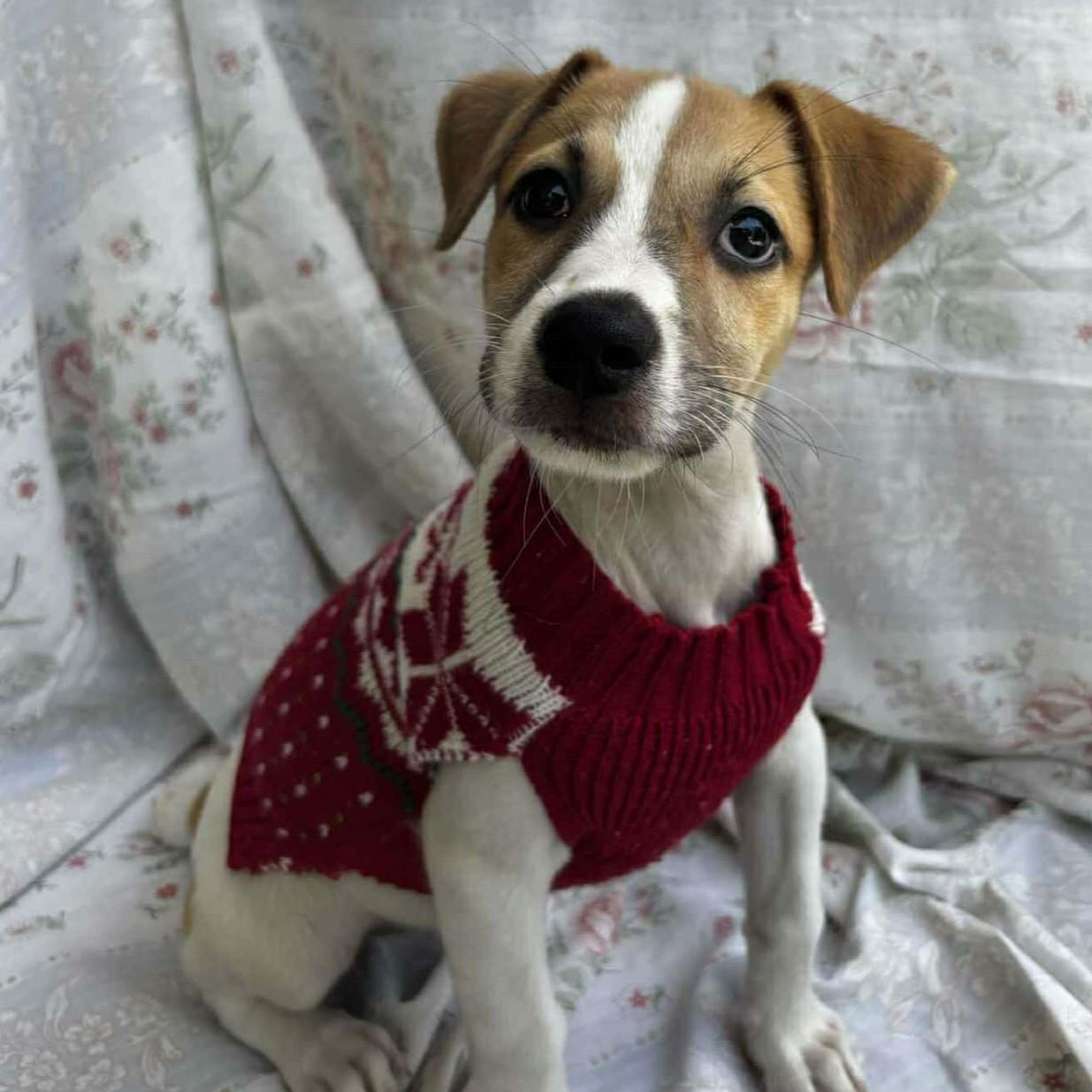 Enlarge Ricotta, a Adoptable mixed breed in Albany, NY image 1/1