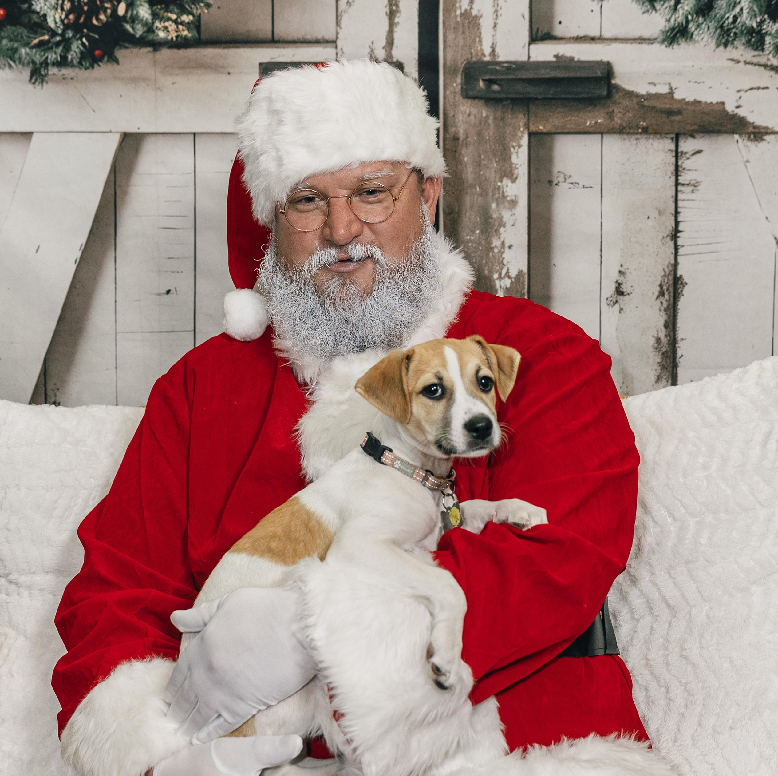 Ricotta, Adoptable, Puppy Female Labrador Retriever.