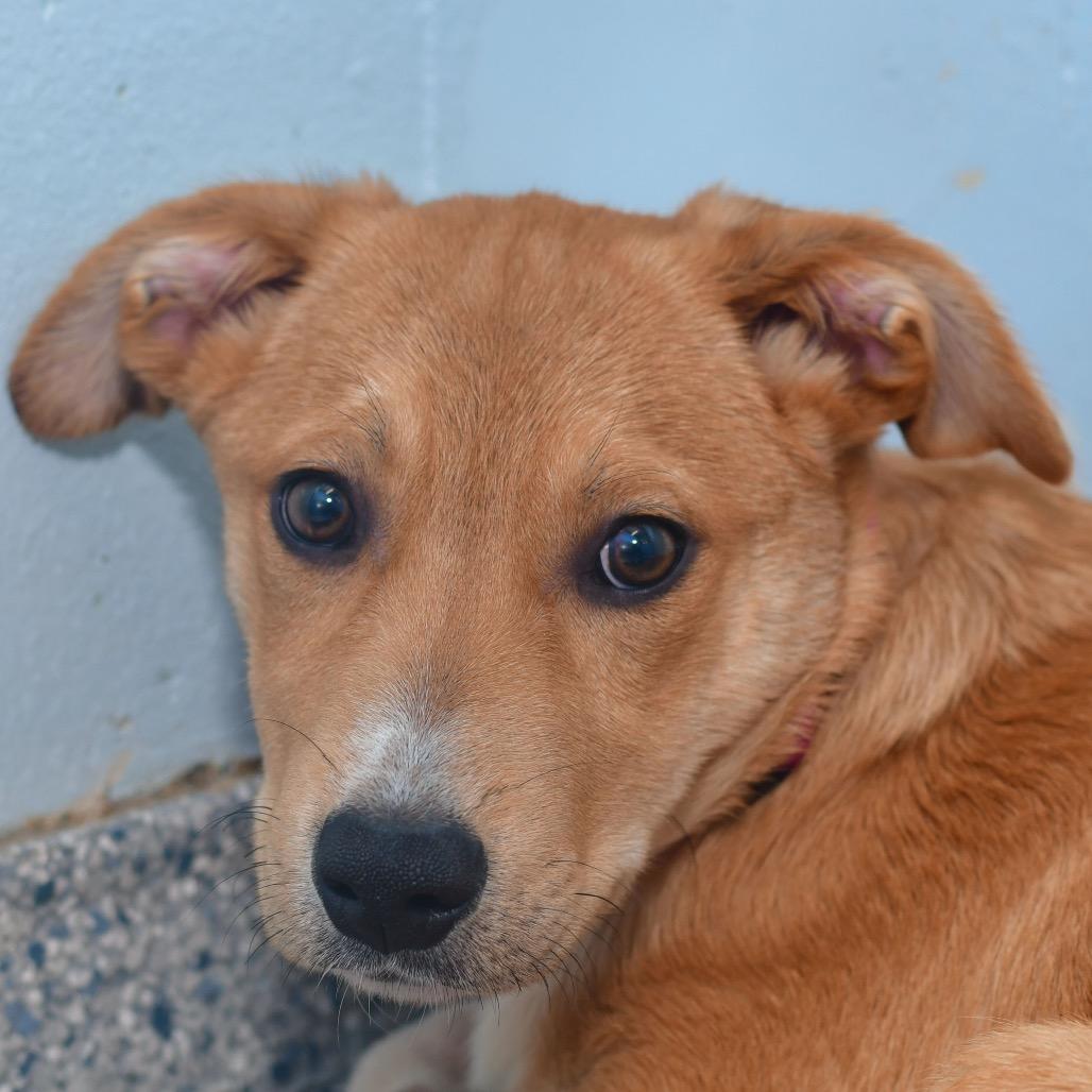 Enlarge Paisley, a Adoptable mixed breed in Ottawa, KS image 1/2