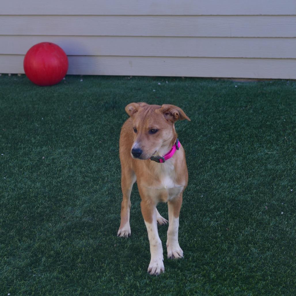 Enlarge Paisley, a Adoptable mixed breed in Ottawa, KS image 2/2