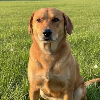 Rosie, Adopted, Adult Female Labrador Retriever & Mixed Breed.