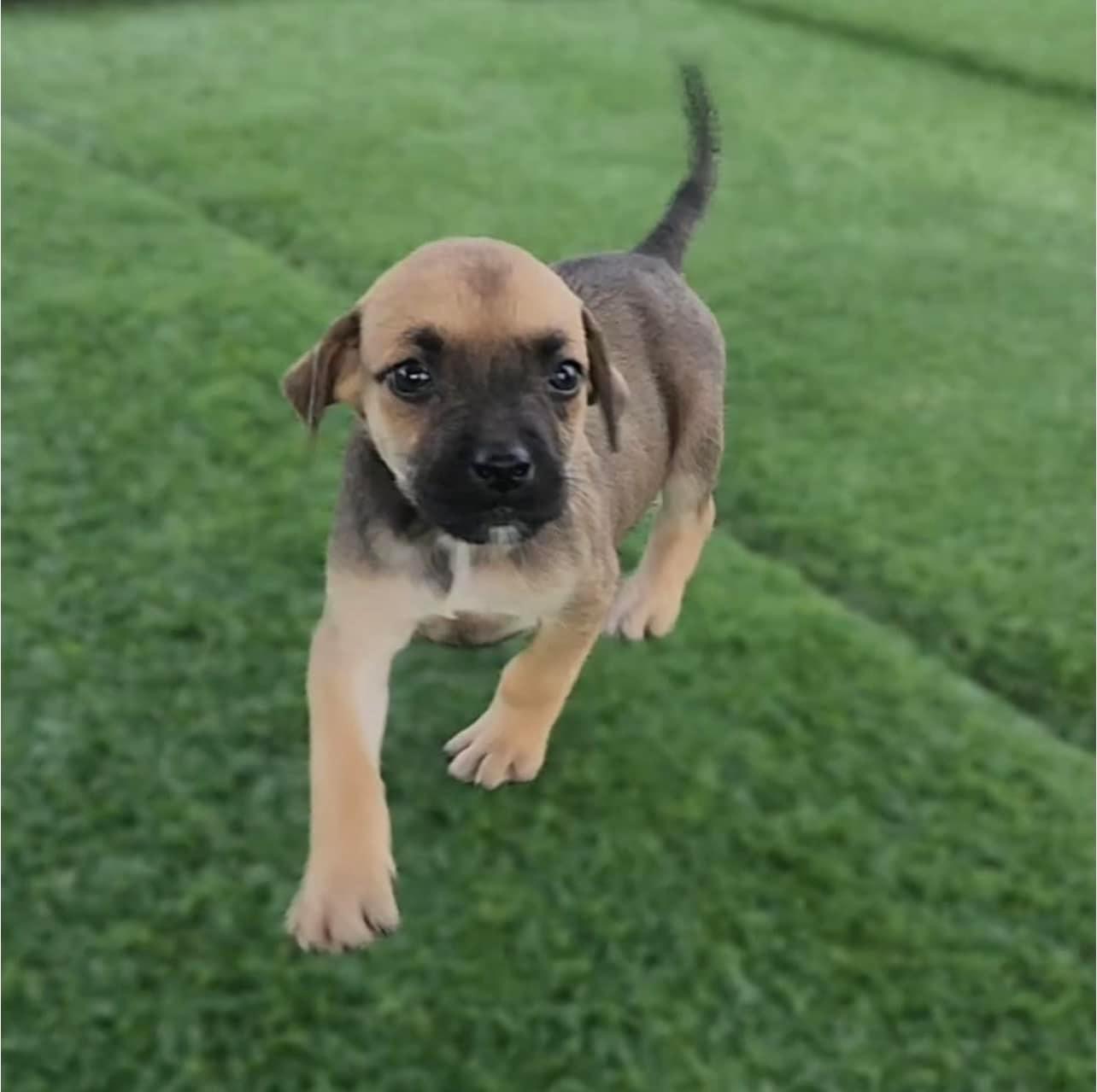 Dog for adoption Chante, a Boxer Mix in Chicago, IL Petfinder