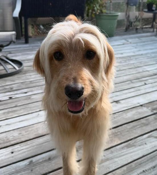 Corinne, Adopted, Adult Female Standard Poodle & Golden Retriever.