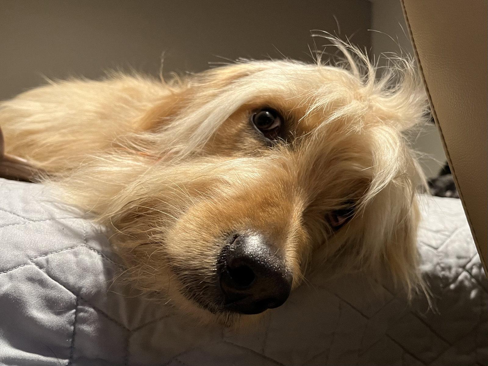 Corinne, a Adopted mixed breed in Brooklyn Center, MN image 2/3