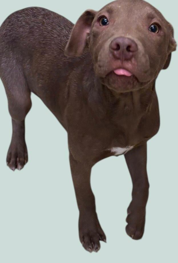 Enlarge Zuma, a ADOPTABLE mixed breed in New Castle, IN image 1/1