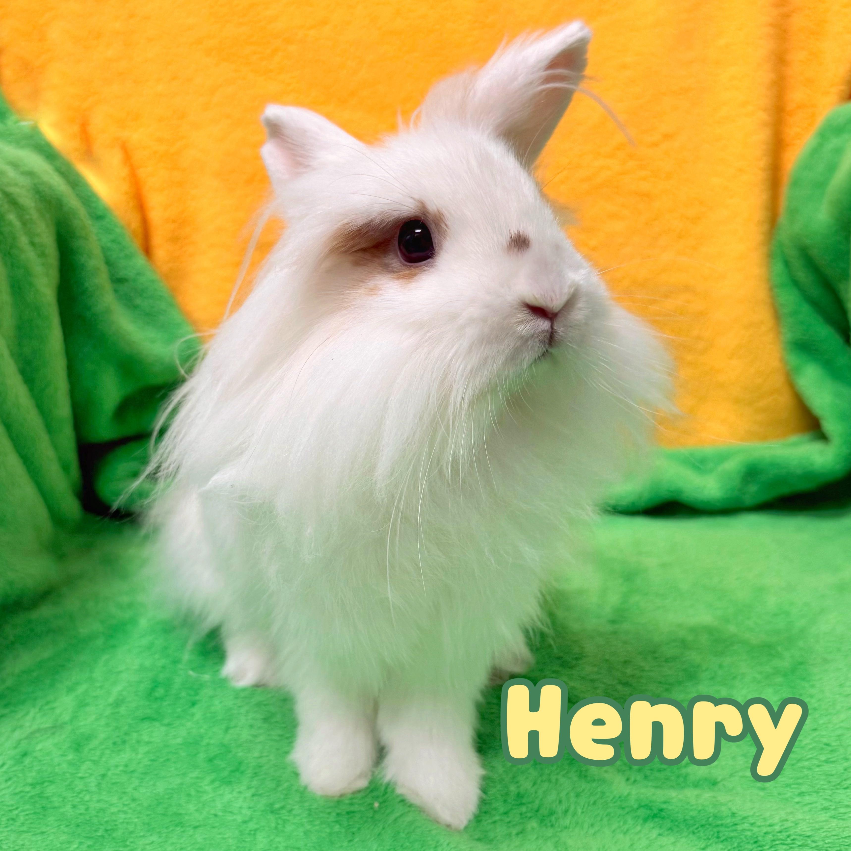 Enlarge Henry, an adopted Lionhead in Roseville, CA image 2/2