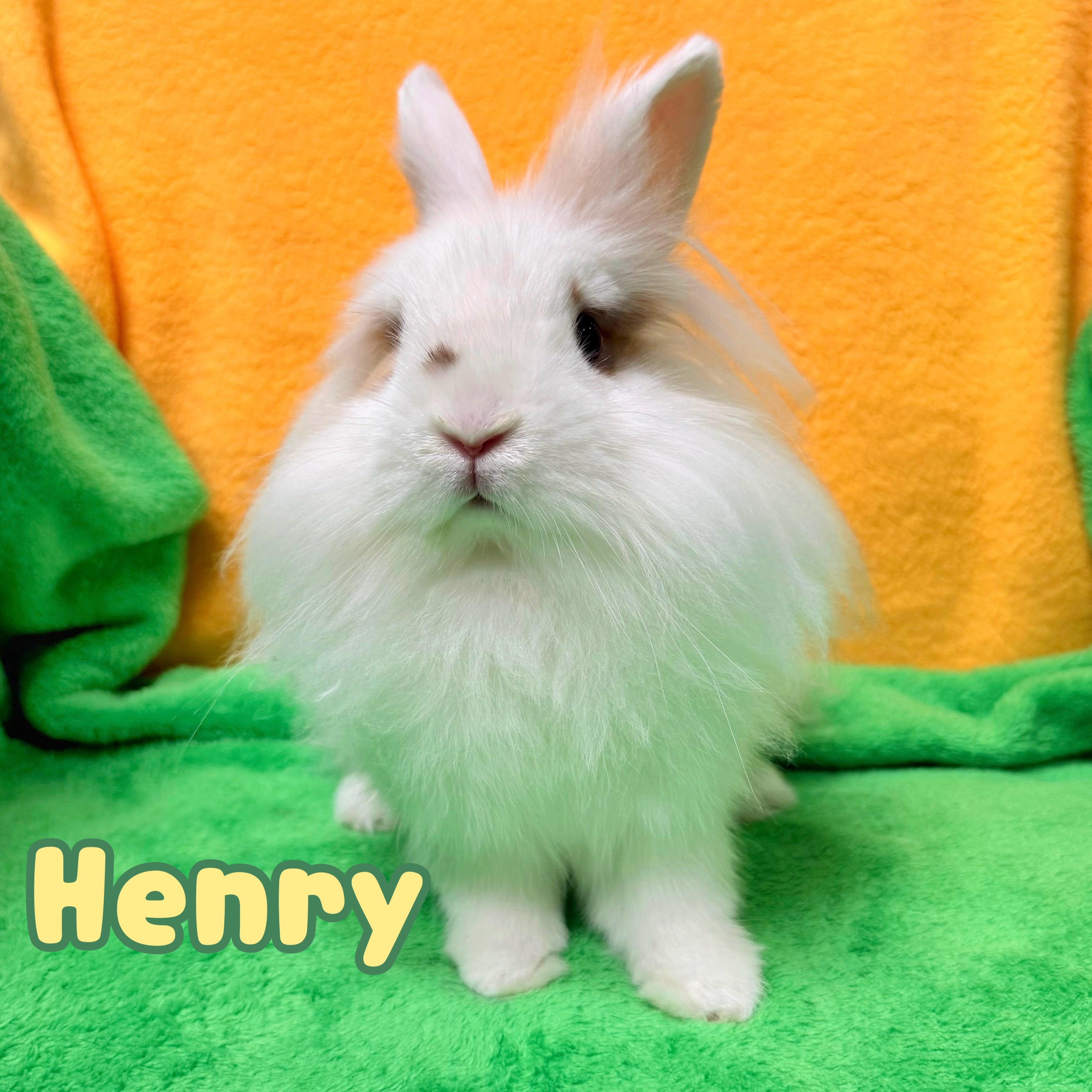 Enlarge Henry, an adopted Lionhead in Roseville, CA image 1/2