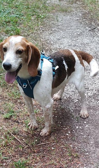Barney, adopted, Adult Male Beagle.
