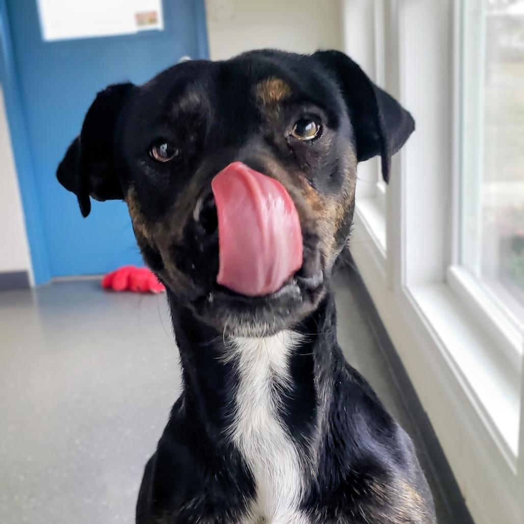 Enlarge Sid, a Adoptable Mixed Breed in Danville, KY image 3/5