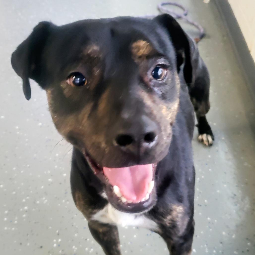 Enlarge Sid, a Adoptable Mixed Breed in Danville, KY image 4/5