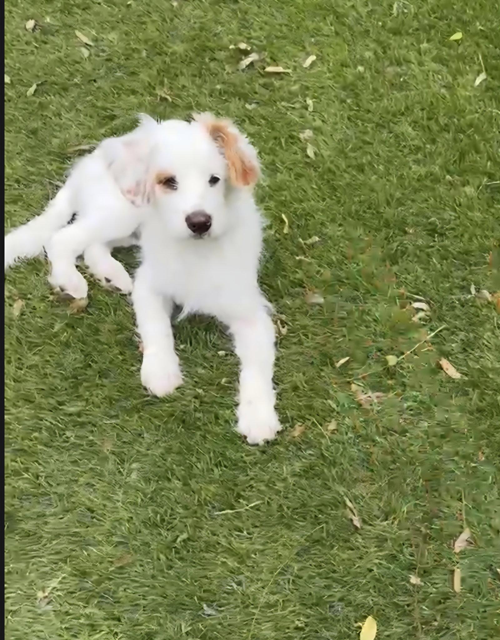 Enlarge Remy, a Adoptable mixed breed in Escondido, CA image 1/3