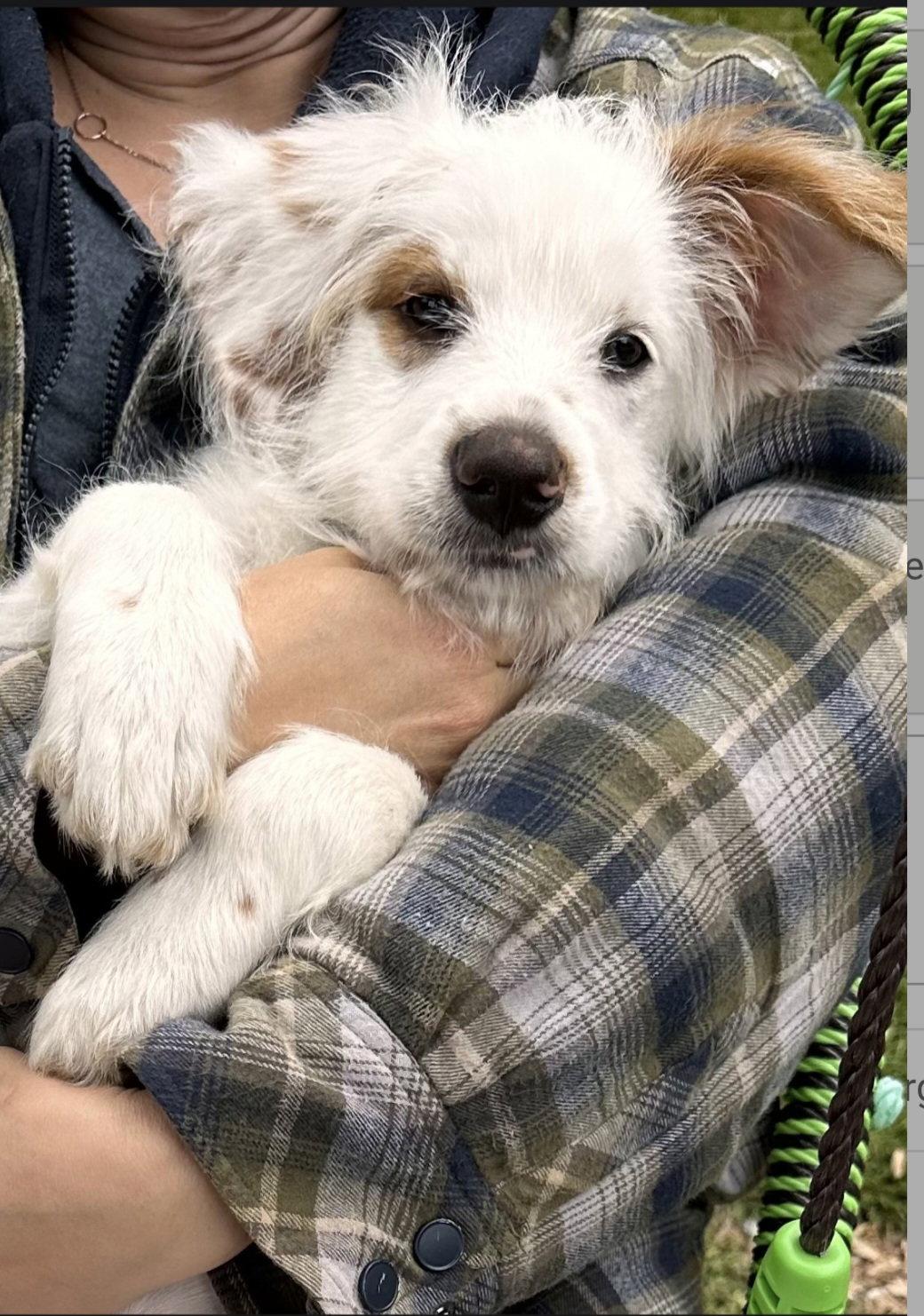 Enlarge Remy, a Adoptable mixed breed in Escondido, CA image 3/3