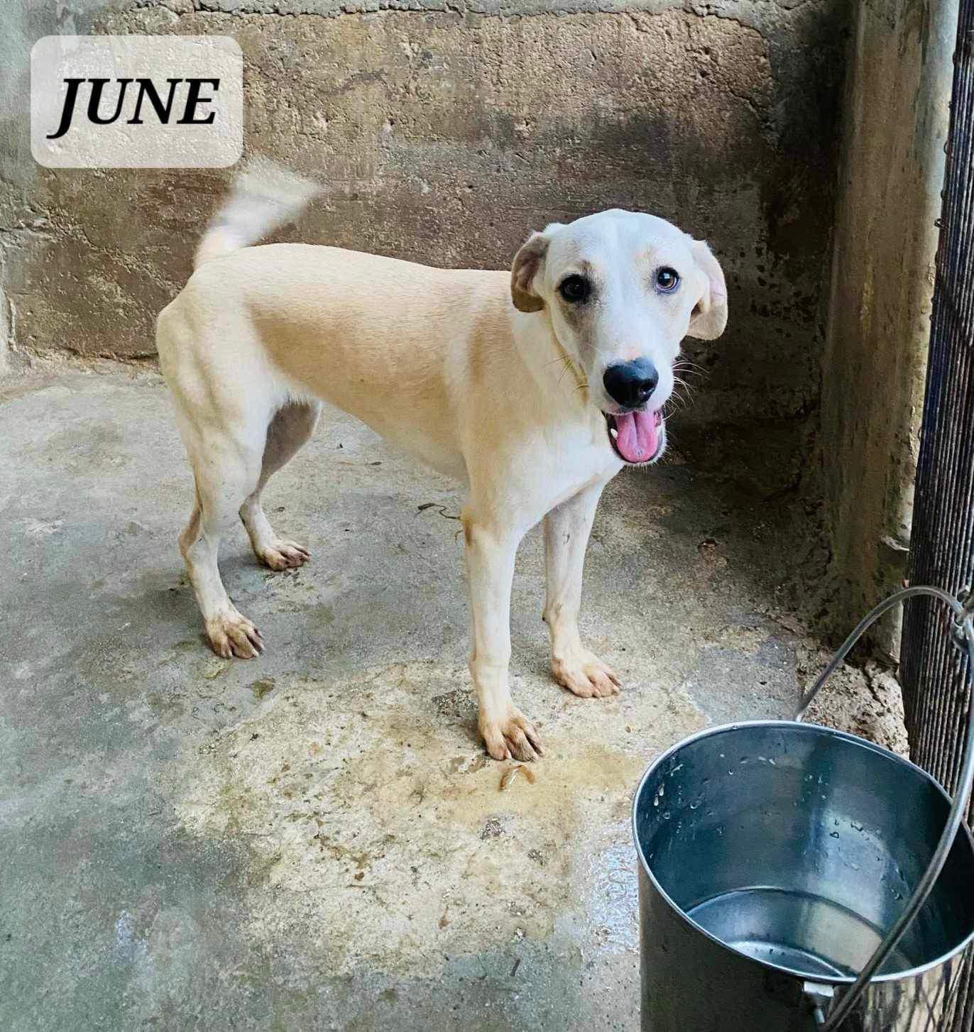 Enlarge June, a Adoptable mixed breed in Maple Grove, MN image 2/2