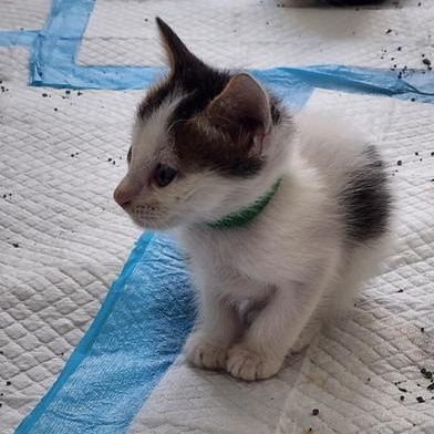 Oliver