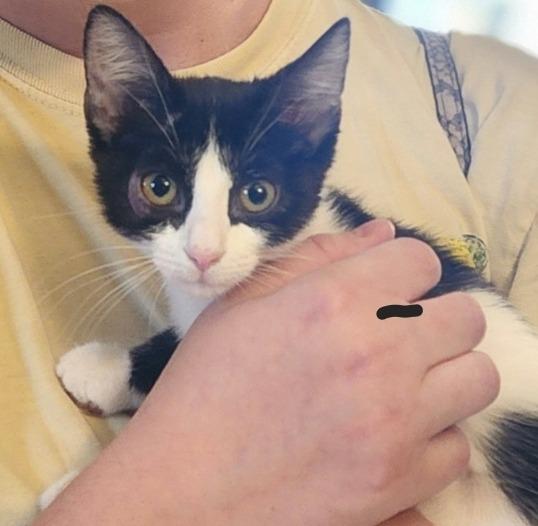 Oaklee, Adoptable, Young Female Domestic Short Hair.