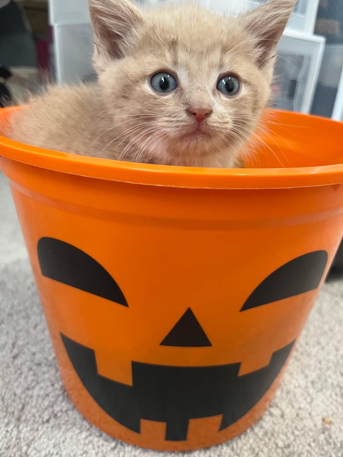 Aster     (Bonded to Dahlia)