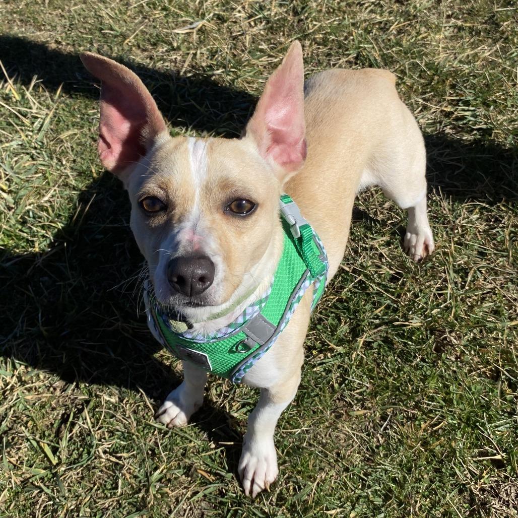 Dipsy, Adoptable, Adult Male Mixed Breed.