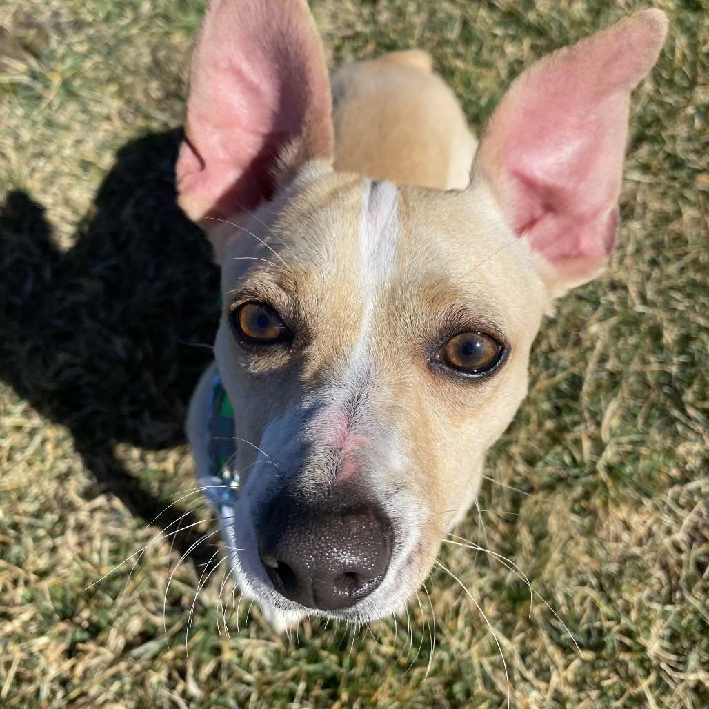 Enlarge Dipsy, a Adoptable Mixed Breed in Fletcher, NC image 3/6