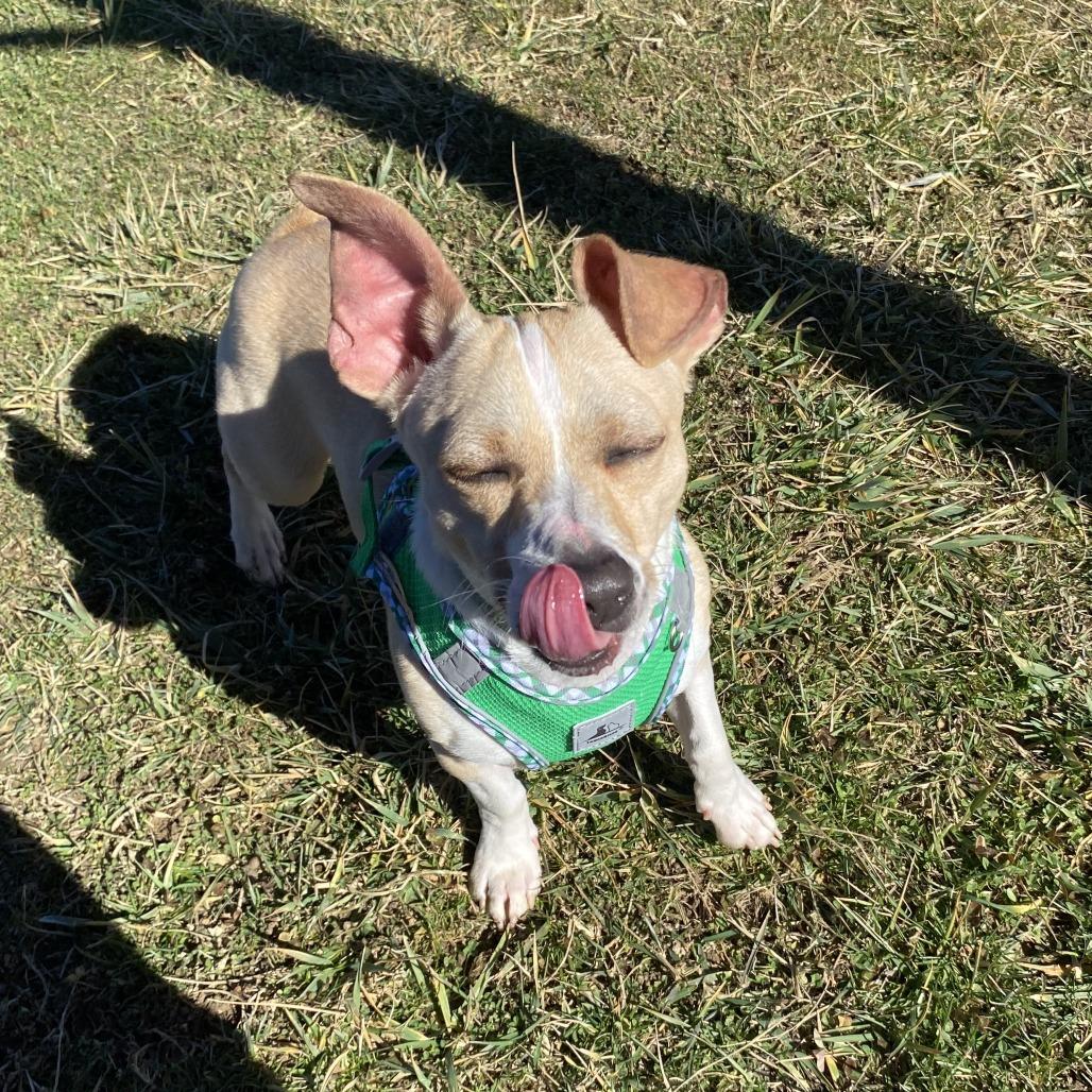 Enlarge Dipsy, a Adoptable Mixed Breed in Fletcher, NC image 4/6