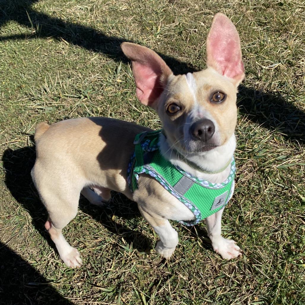 Enlarge Dipsy, a Adoptable Mixed Breed in Fletcher, NC image 5/6