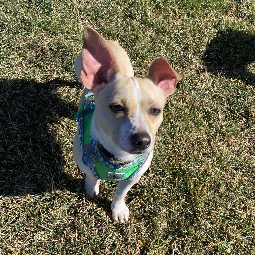 Enlarge Dipsy, a Adoptable Mixed Breed in Fletcher, NC image 6/6