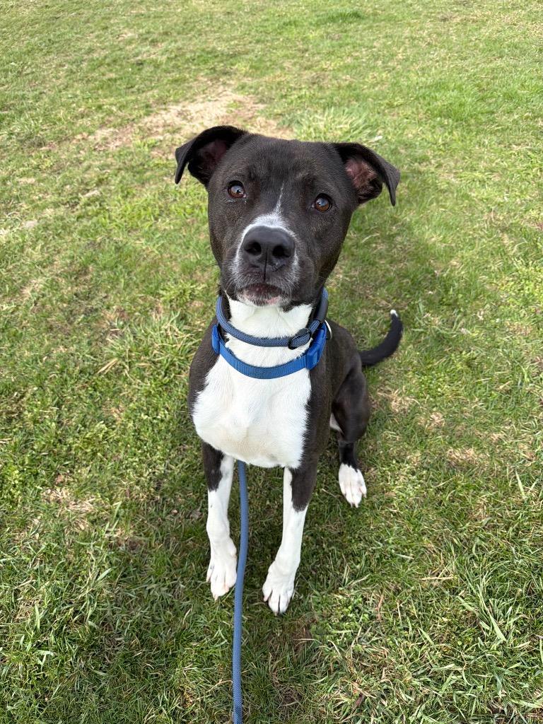 Enlarge Big Handsome, a Adoptable mixed breed in Pierceton, IN image 1/6