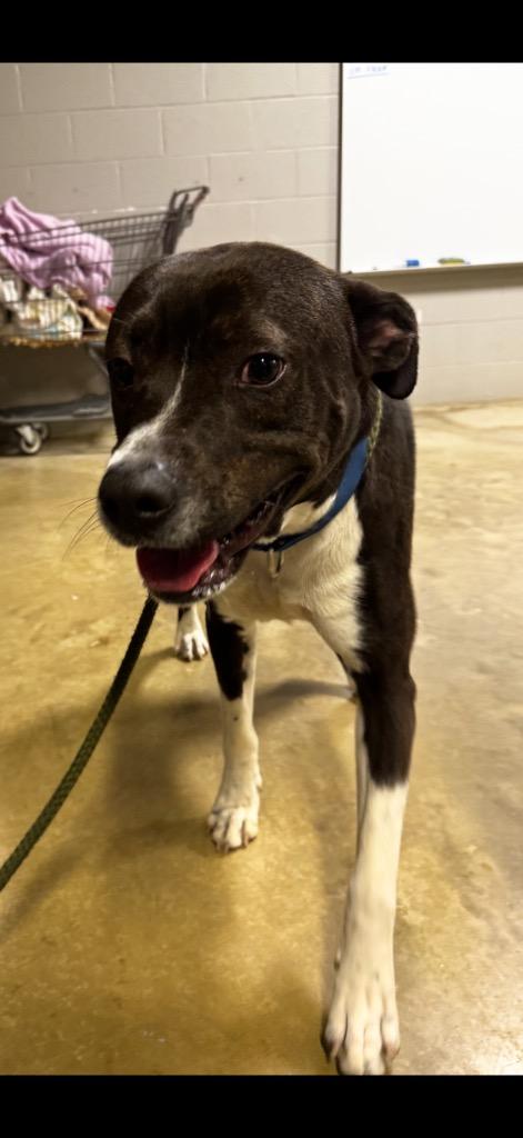 Enlarge Big Handsome, a Adoptable mixed breed in Pierceton, IN image 2/6