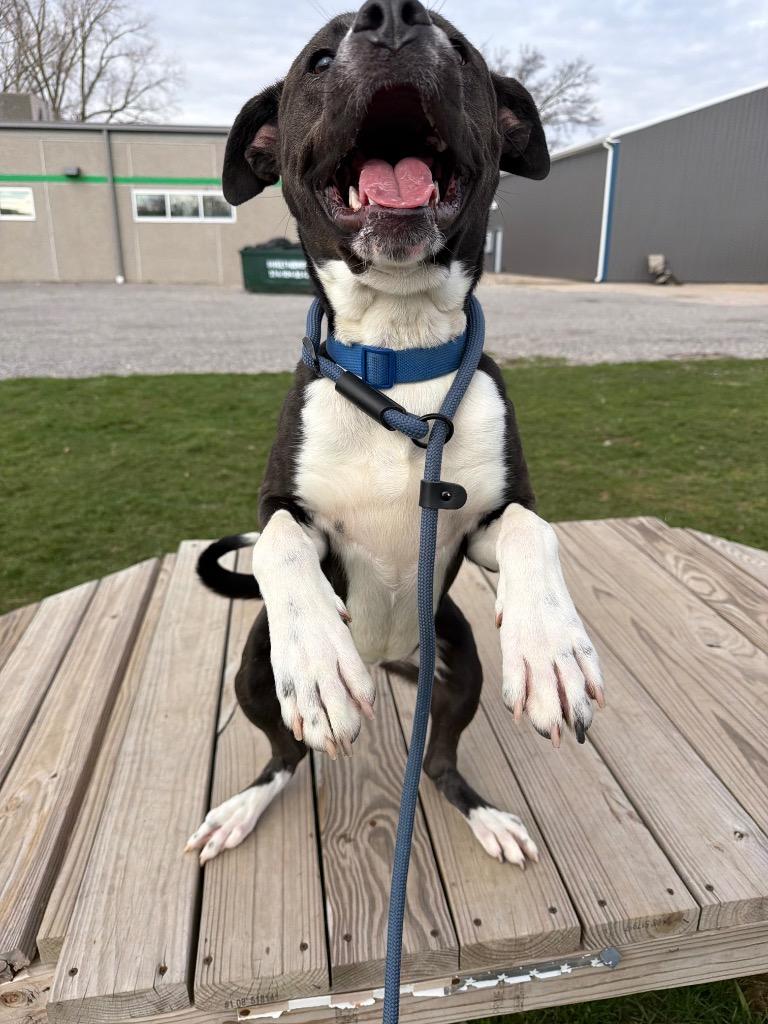 Enlarge Big Handsome, a Adoptable mixed breed in Pierceton, IN image 3/6