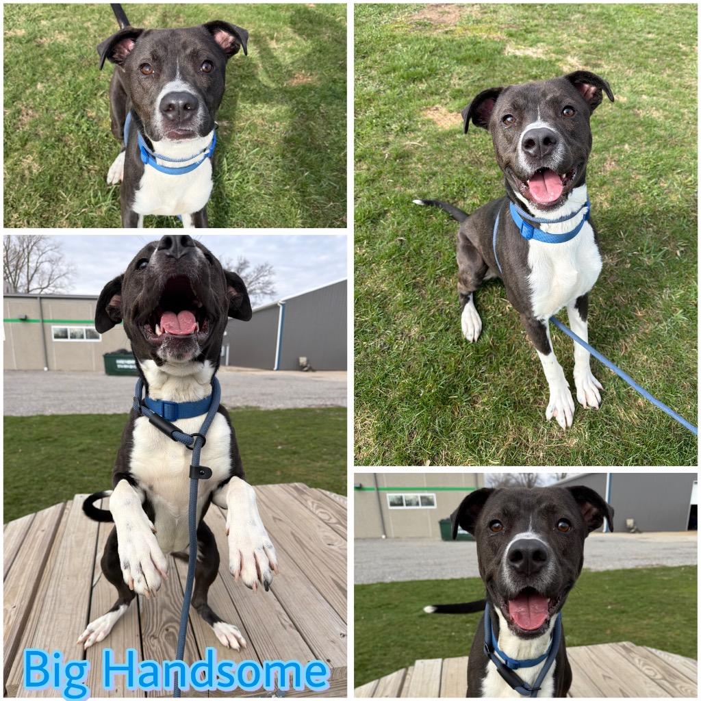 Enlarge Big Handsome, a Adoptable mixed breed in Pierceton, IN image 4/6