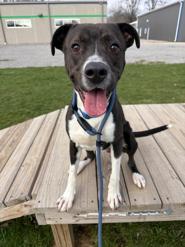 Enlarge Big Handsome, a Adoptable mixed breed in Pierceton, IN image 5/6