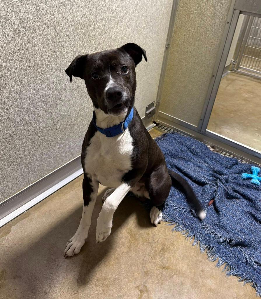 Enlarge Big Handsome, a Adoptable mixed breed in Pierceton, IN image 6/6