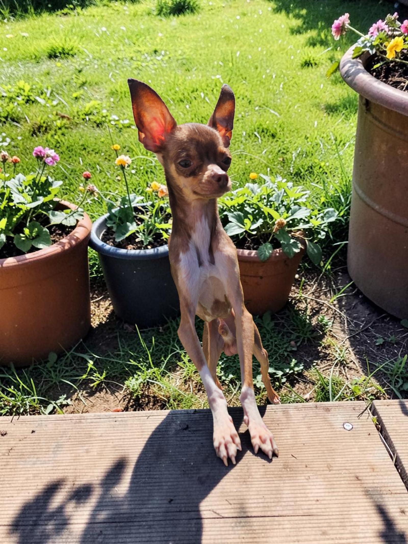 Dewey, Adoptable, Adult Male Chihuahua & Terrier.