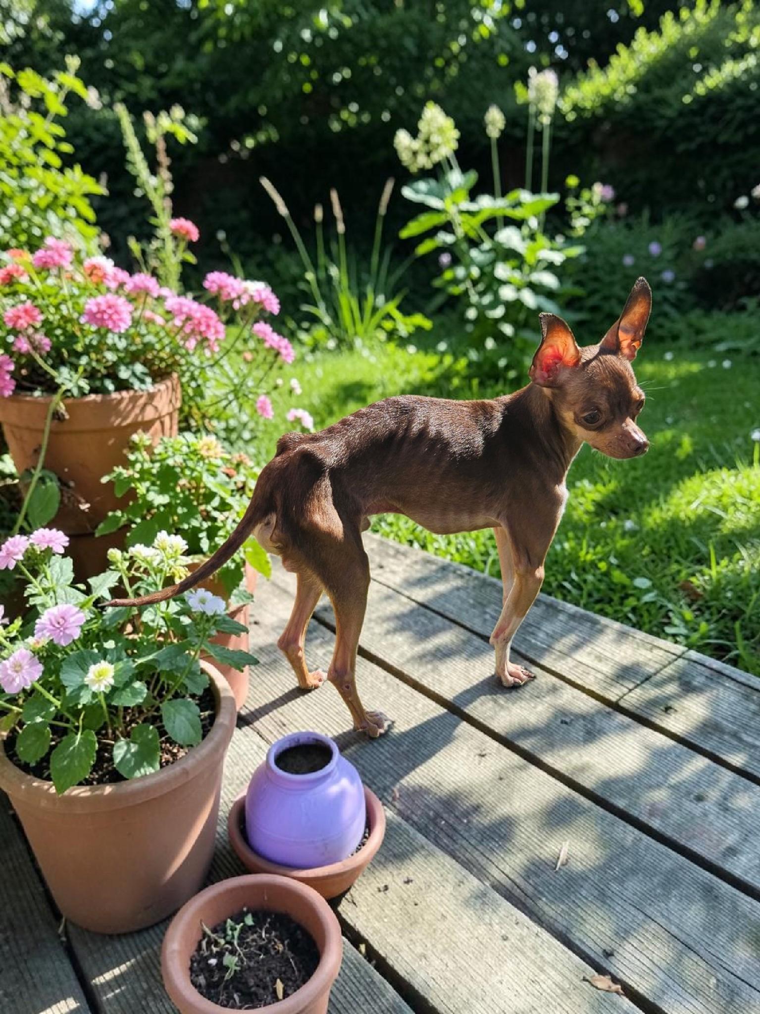 Enlarge Dewey, a Adoptable mixed breed in McKinney, TX image 2/3