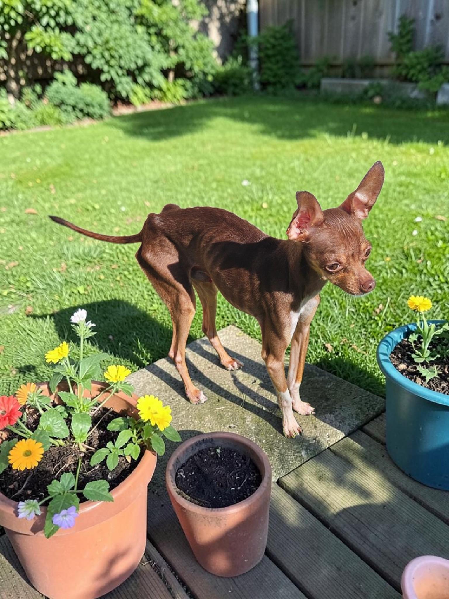 Enlarge Dewey, a Adoptable mixed breed in McKinney, TX image 3/3